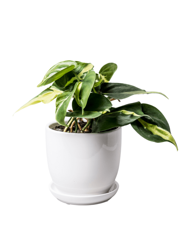 Doniczka biała Amsterdam 13 cm