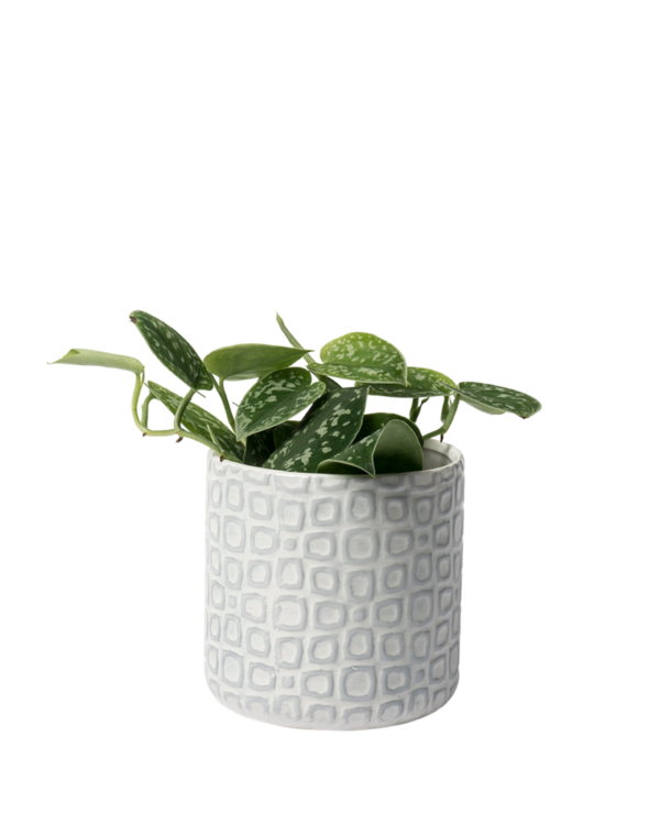 Osłonka na roślinę- jasna w niebieskie kwadraty 12 cm